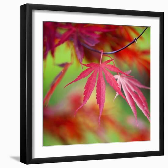 Japanese Maple Leaves-Clive Nichols-Framed Photographic Print