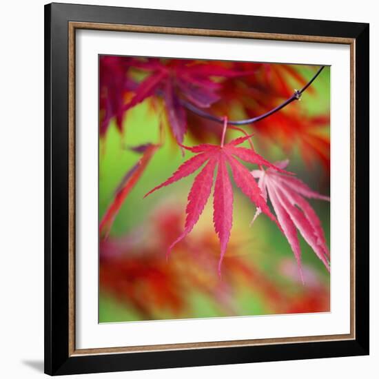 Japanese Maple Leaves-Clive Nichols-Framed Photographic Print