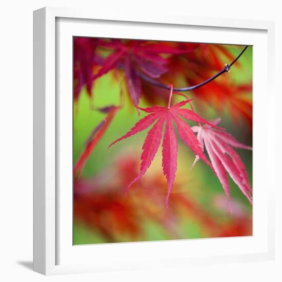 Japanese Maple Leaves-Clive Nichols-Framed Photographic Print