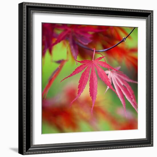 Japanese Maple Leaves-Clive Nichols-Framed Photographic Print
