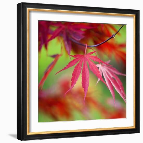 Japanese Maple Leaves-Clive Nichols-Framed Photographic Print