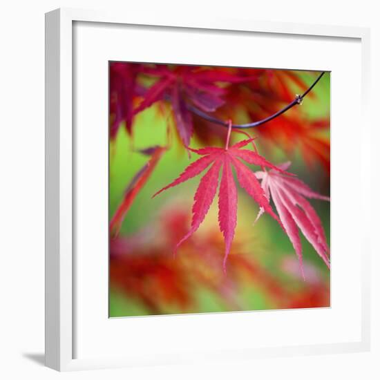 Japanese Maple Leaves-Clive Nichols-Framed Photographic Print