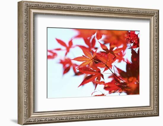 Japanese Maple, Maple Leaves, Acer Palmatum-Sweet Ink-Framed Photographic Print