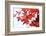 Japanese Maple, Maple Leaves, Acer Palmatum-Sweet Ink-Framed Photographic Print