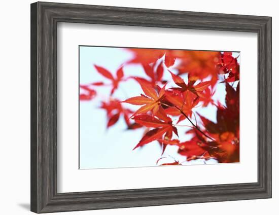 Japanese Maple, Maple Leaves, Acer Palmatum-Sweet Ink-Framed Photographic Print