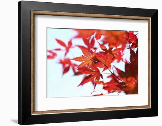 Japanese Maple, Maple Leaves, Acer Palmatum-Sweet Ink-Framed Photographic Print