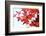 Japanese Maple, Maple Leaves, Acer Palmatum-Sweet Ink-Framed Photographic Print