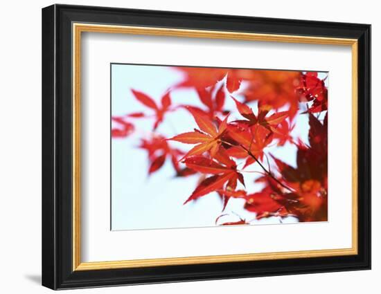 Japanese Maple, Maple Leaves, Acer Palmatum-Sweet Ink-Framed Photographic Print