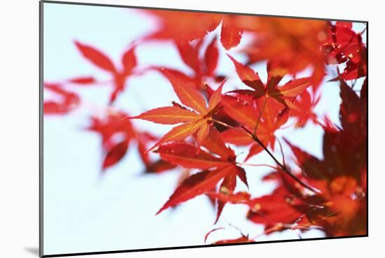 Japanese Maple, Maple Leaves, Acer Palmatum-Sweet Ink-Mounted Photographic Print