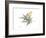 Japanese Maple Nature-Albert Koetsier-Framed Premium Giclee Print