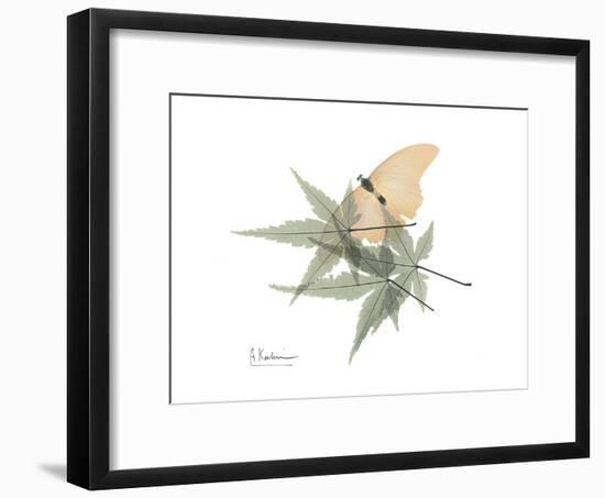 Japanese Maple Nature-Albert Koetsier-Framed Premium Giclee Print