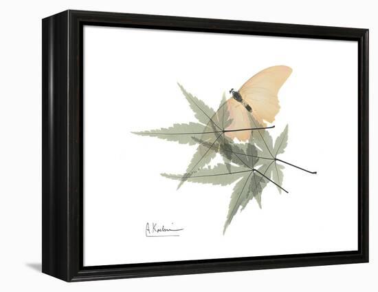 Japanese Maple Nature-Albert Koetsier-Framed Stretched Canvas