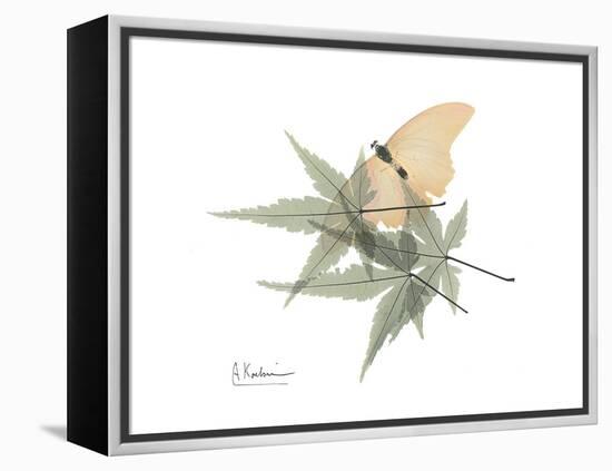 Japanese Maple Nature-Albert Koetsier-Framed Stretched Canvas