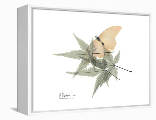 Japanese Maple Nature-Albert Koetsier-Framed Stretched Canvas