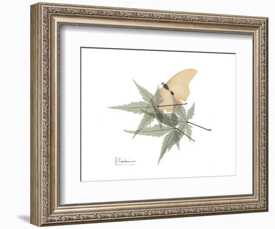 Japanese Maple Nature-Albert Koetsier-Framed Premium Giclee Print