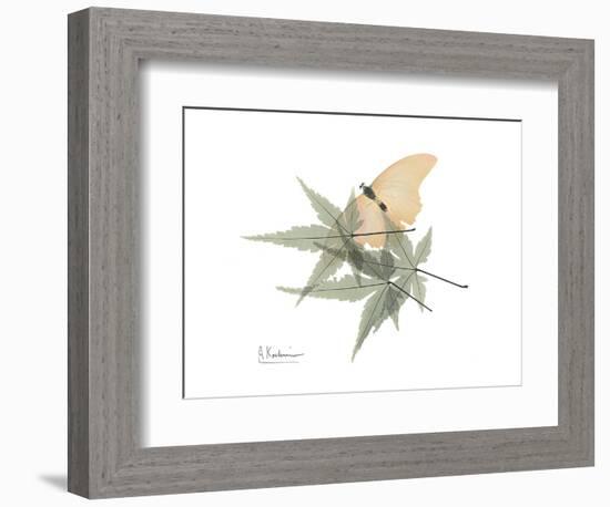 Japanese Maple Nature-Albert Koetsier-Framed Premium Giclee Print