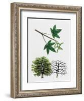 Japanese Maple or Smooth Japanese Maple (Acer Palmatum)-null-Framed Giclee Print