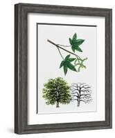 Japanese Maple or Smooth Japanese Maple (Acer Palmatum)-null-Framed Giclee Print