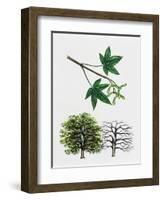 Japanese Maple or Smooth Japanese Maple (Acer Palmatum)-null-Framed Giclee Print
