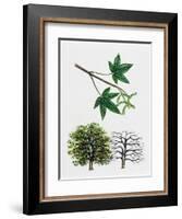 Japanese Maple or Smooth Japanese Maple (Acer Palmatum)-null-Framed Giclee Print