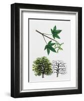 Japanese Maple or Smooth Japanese Maple (Acer Palmatum)-null-Framed Giclee Print