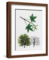 Japanese Maple or Smooth Japanese Maple (Acer Palmatum)-null-Framed Giclee Print