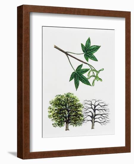 Japanese Maple or Smooth Japanese Maple (Acer Palmatum)-null-Framed Giclee Print