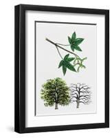 Japanese Maple or Smooth Japanese Maple (Acer Palmatum)-null-Framed Giclee Print