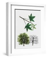 Japanese Maple or Smooth Japanese Maple (Acer Palmatum)-null-Framed Giclee Print