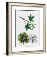 Japanese Maple or Smooth Japanese Maple (Acer Palmatum)-null-Framed Giclee Print