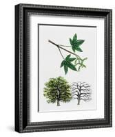 Japanese Maple or Smooth Japanese Maple (Acer Palmatum)-null-Framed Giclee Print