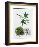Japanese Maple or Smooth Japanese Maple (Acer Palmatum)-null-Framed Giclee Print