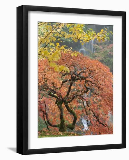 Japanese Maple, Portland Japanese Garden, Oregon, USA-William Sutton-Framed Photographic Print