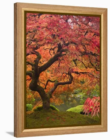 Japanese Maple, Portland Japanese Garden, Oregon, USA-William Sutton-Framed Premier Image Canvas