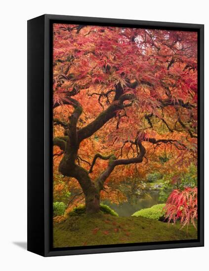 Japanese Maple, Portland Japanese Garden, Oregon, USA-William Sutton-Framed Premier Image Canvas