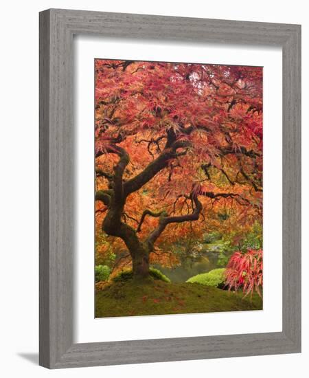 Japanese Maple, Portland Japanese Garden, Oregon, USA-William Sutton-Framed Photographic Print