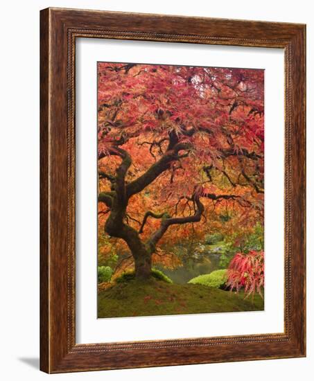 Japanese Maple, Portland Japanese Garden, Oregon, USA-William Sutton-Framed Photographic Print