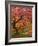 Japanese Maple, Portland Japanese Garden, Oregon, USA-William Sutton-Framed Photographic Print