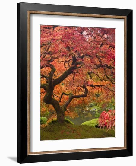 Japanese Maple, Portland Japanese Garden, Oregon, USA-William Sutton-Framed Photographic Print