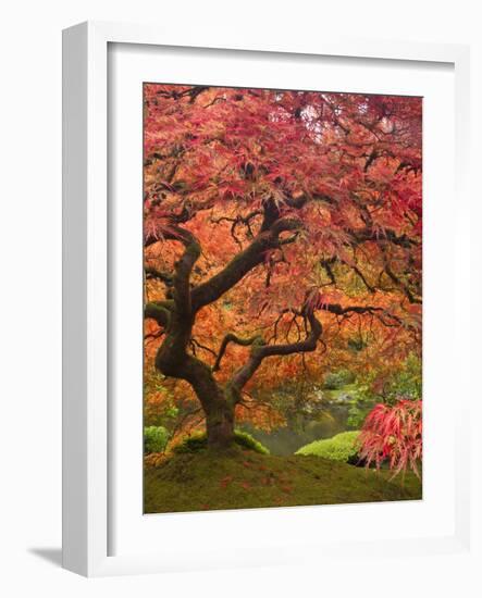 Japanese Maple, Portland Japanese Garden, Oregon, USA-William Sutton-Framed Photographic Print