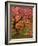 Japanese Maple, Portland Japanese Garden, Oregon, USA-William Sutton-Framed Photographic Print