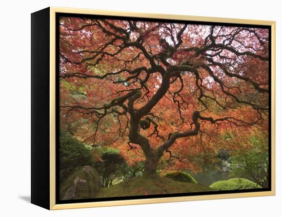 Japanese Maple, Portland Japanese Garden, Oregon, USA-William Sutton-Framed Premier Image Canvas