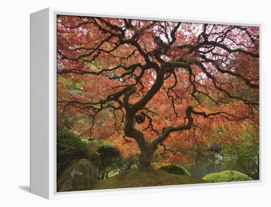 Japanese Maple, Portland Japanese Garden, Oregon, USA-William Sutton-Framed Premier Image Canvas