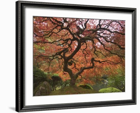 Japanese Maple, Portland Japanese Garden, Oregon, USA-William Sutton-Framed Photographic Print