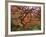 Japanese Maple, Portland Japanese Garden, Oregon, USA-William Sutton-Framed Photographic Print