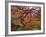 Japanese Maple, Portland Japanese Garden, Oregon, USA-William Sutton-Framed Photographic Print