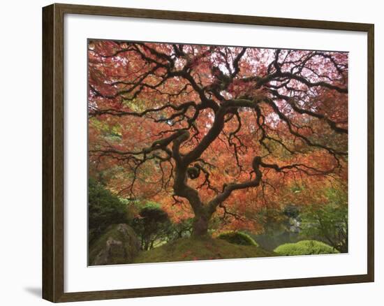 Japanese Maple, Portland Japanese Garden, Oregon, USA-William Sutton-Framed Photographic Print