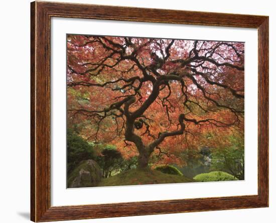 Japanese Maple, Portland Japanese Garden, Oregon, USA-William Sutton-Framed Photographic Print