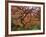 Japanese Maple, Portland Japanese Garden, Oregon, USA-William Sutton-Framed Photographic Print