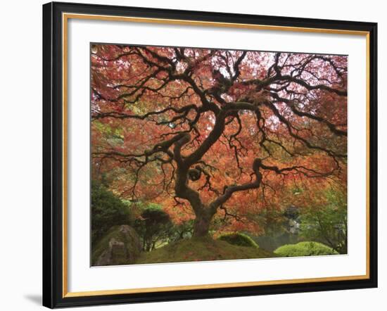 Japanese Maple, Portland Japanese Garden, Oregon, USA-William Sutton-Framed Photographic Print